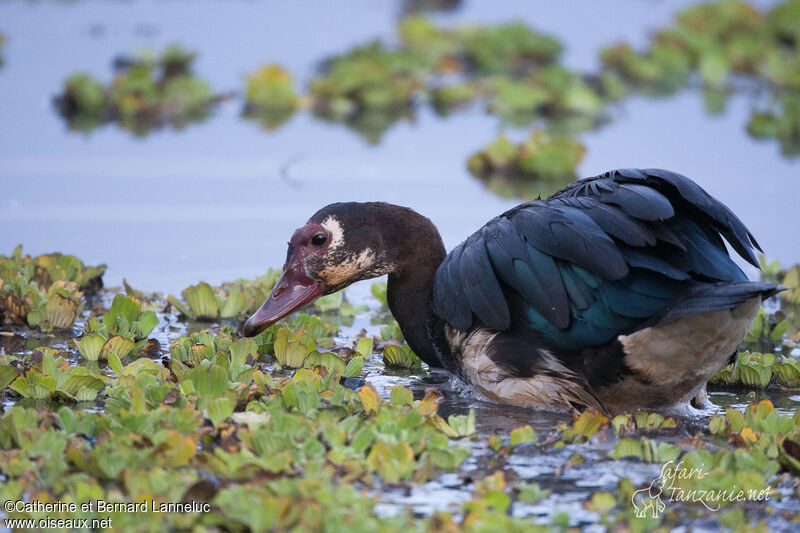 Spur-winged Gooseadult, Behaviour