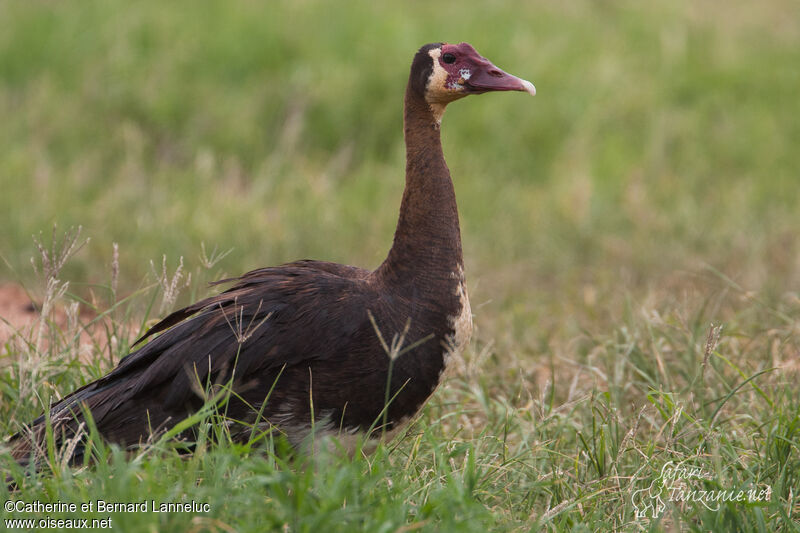 Spur-winged Gooseadult, identification