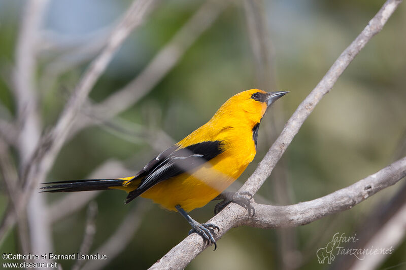 Oriole jaune