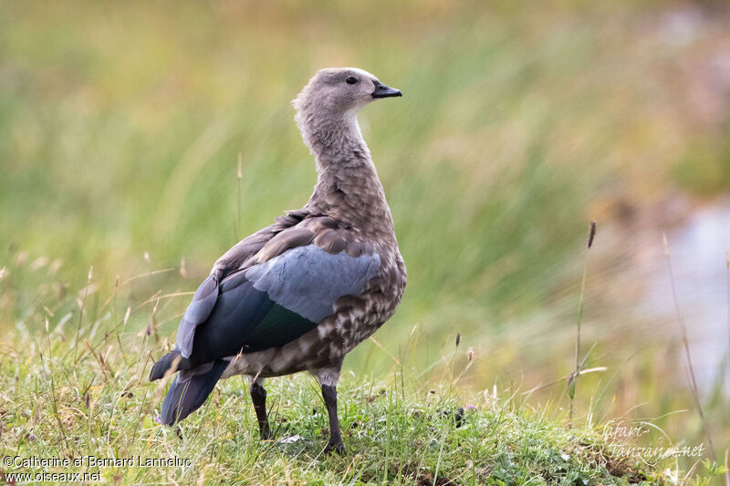 Blue-winged Gooseadult, identification