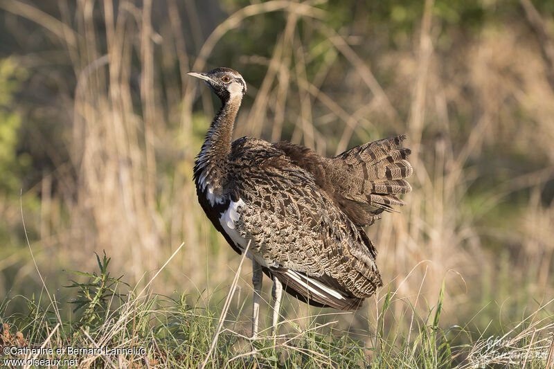 Black-bellied Bustard male adult, aspect