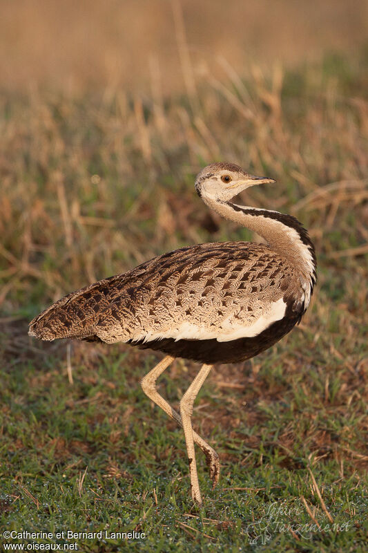 Black-bellied Bustard male adult, identification, Behaviour