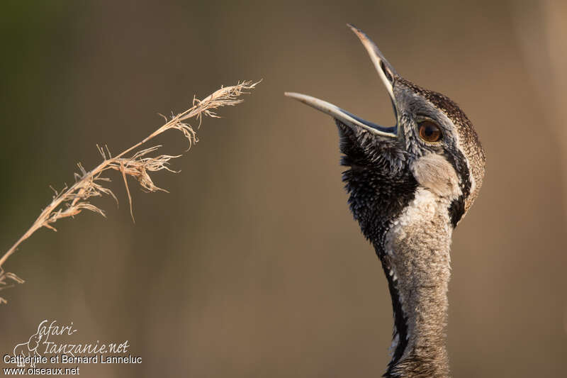 Black-bellied Bustard male adult, song