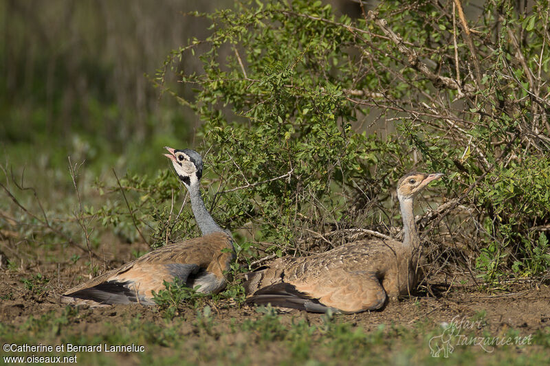 White-bellied Bustardadult, habitat