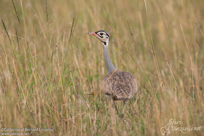 White-bellied Bustard male adult