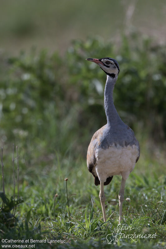 White-bellied Bustard male adult