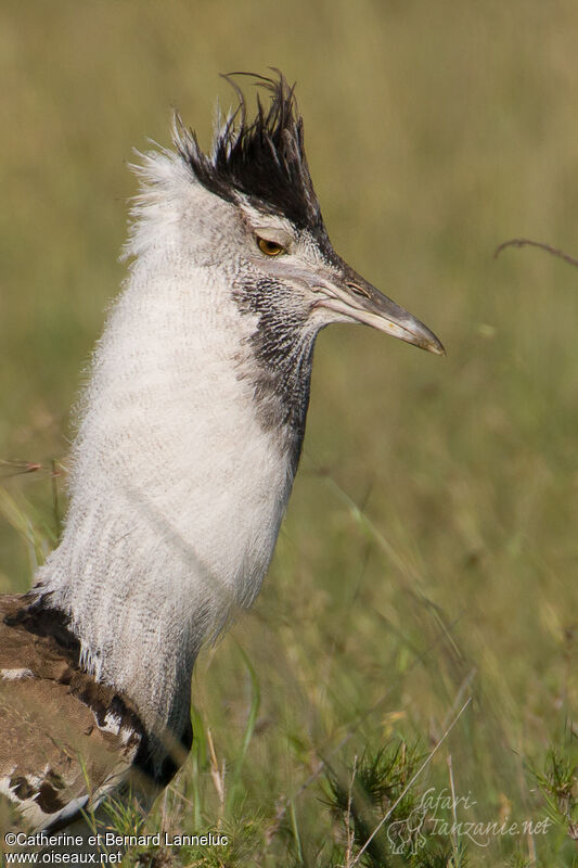 Kori Bustard male adult breeding, identification, courting display, Behaviour