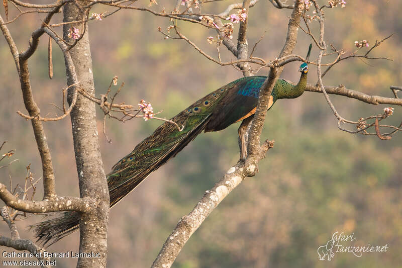 Green Peafowl male adult, identification