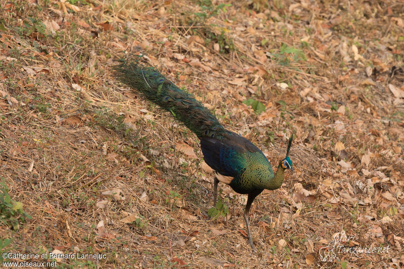 Green Peafowl male adult, identification