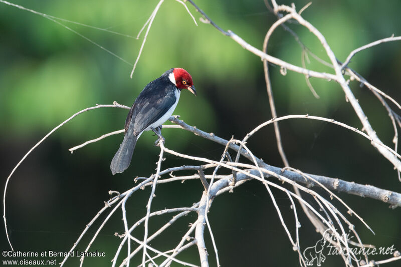 Red-capped Cardinaladult