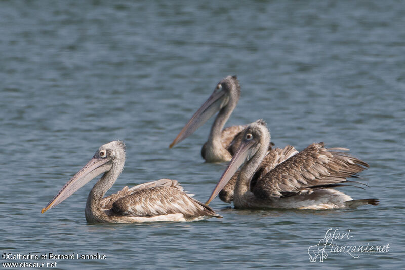 Spot-billed Pelicanadult