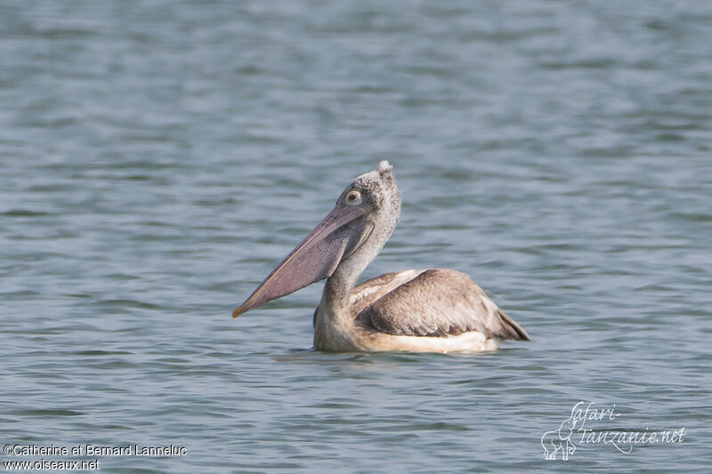 Spot-billed Pelicanadult