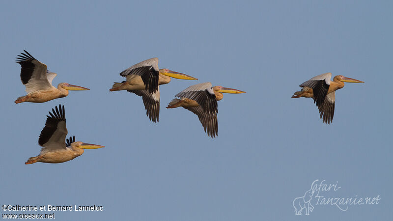 Great White Pelicanadult breeding, Flight