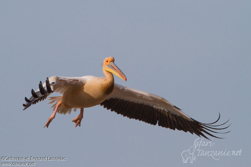 Great White Pelicanadult breeding, Flight