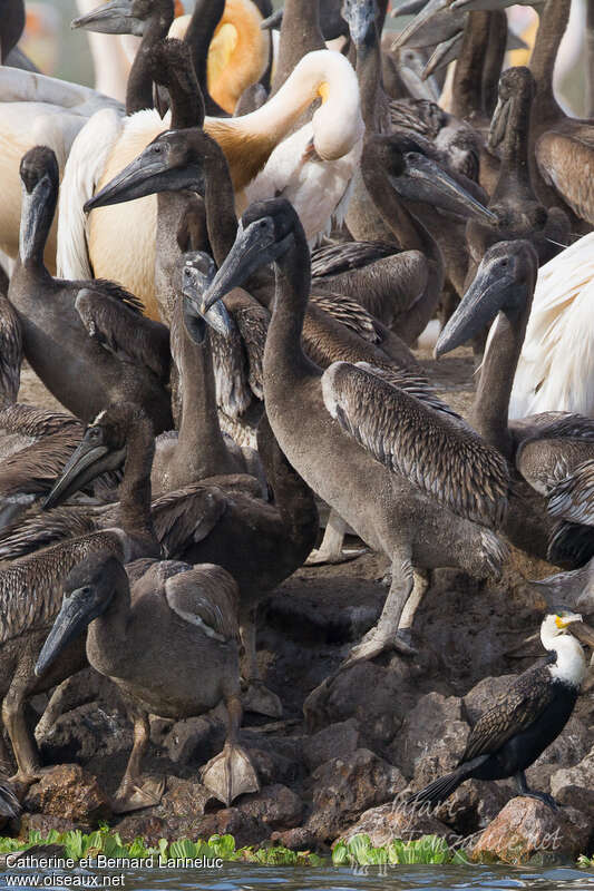 Pélican blancjuvénile, identification, r. coloniale