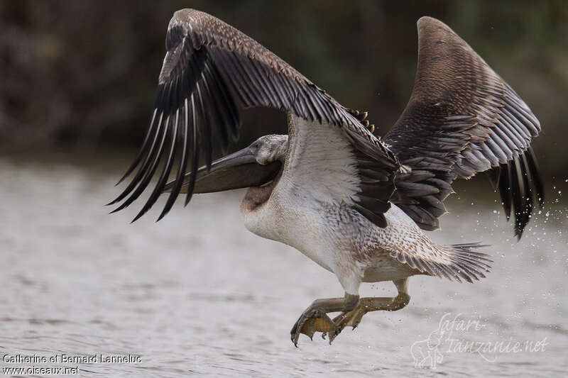 Great White Pelicanimmature, aspect, Flight