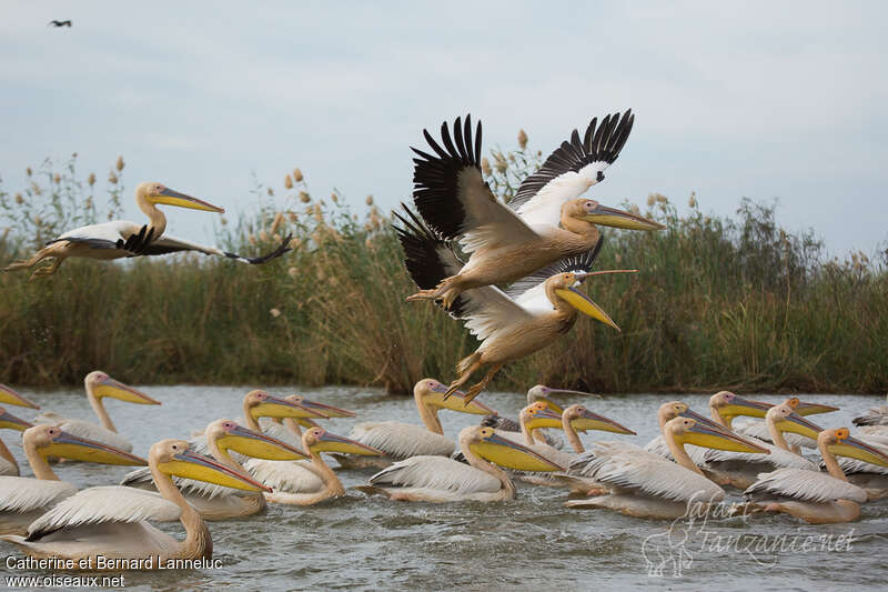 Great White Pelicanadult breeding, Flight, swimming, Behaviour