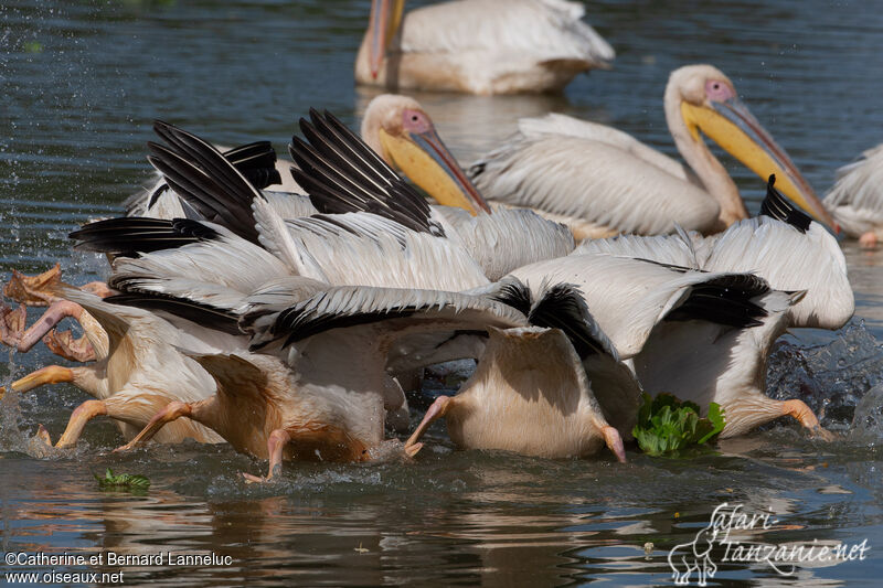 Great White Pelicanadult, swimming, fishing/hunting