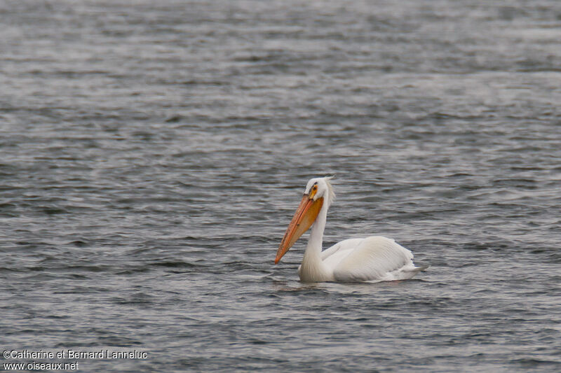 American White Pelican