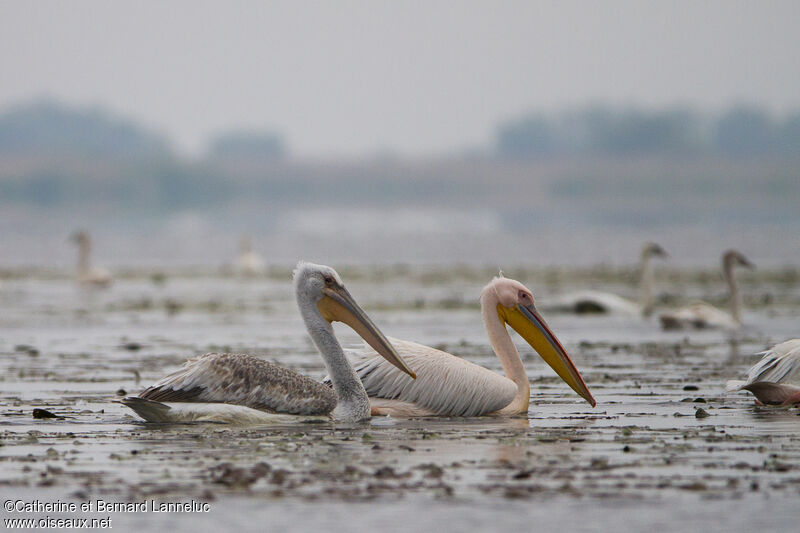 Dalmatian Pelican, identification