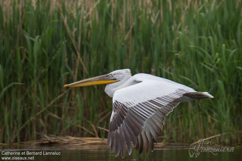 Dalmatian Pelicanadult post breeding, Flight