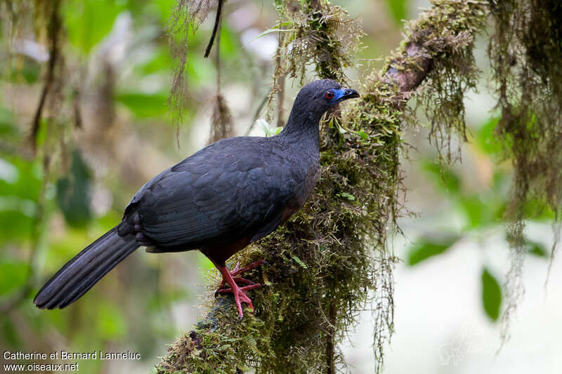 Sickle-winged Guanadult, identification, Behaviour