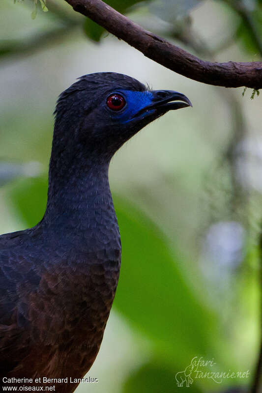 Sickle-winged Guanadult, close-up portrait