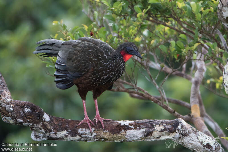 Spix's Guanadult, identification