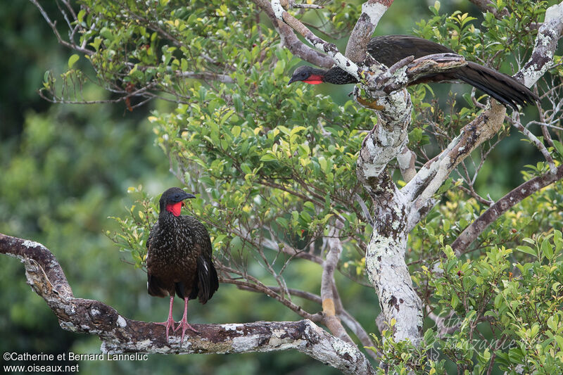 Spix's Guanadult, habitat, courting display