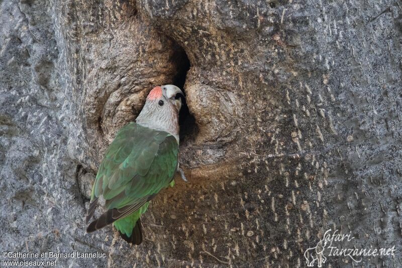 Brown-necked Parrot female adult, identification