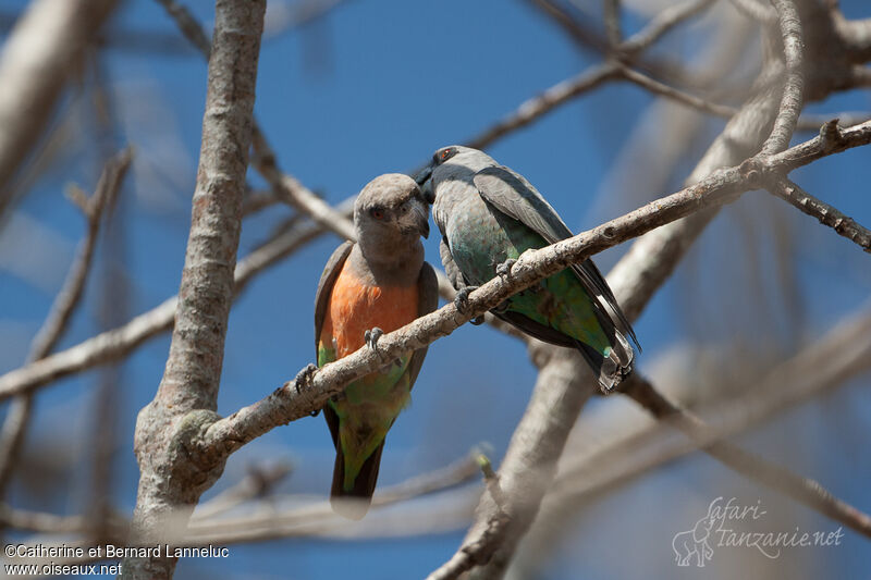 Red-bellied Parrotadult, Behaviour