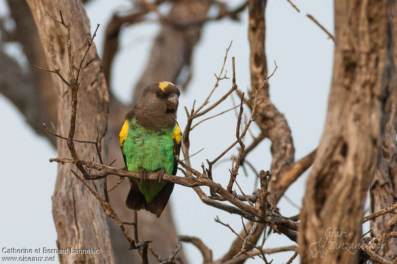 Meyer's Parrotadult, identification