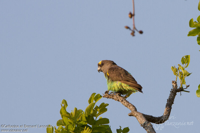 Meyer's Parrot