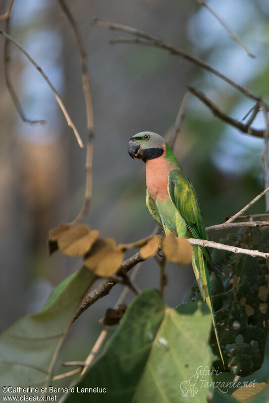 Red-breasted Parakeet female adult, identification