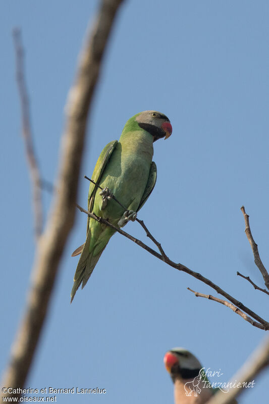 Red-breasted Parakeet male immature, identification