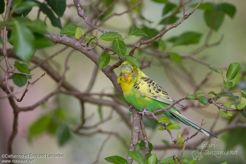 Budgerigar