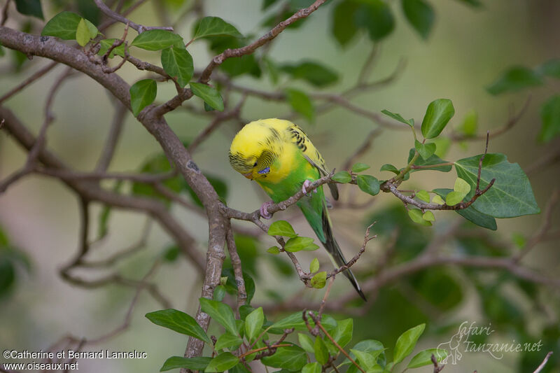 Budgerigaradult