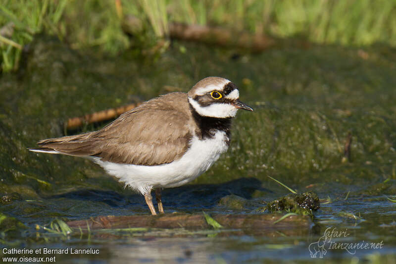 Little Ringed Plover female adult breeding, identification