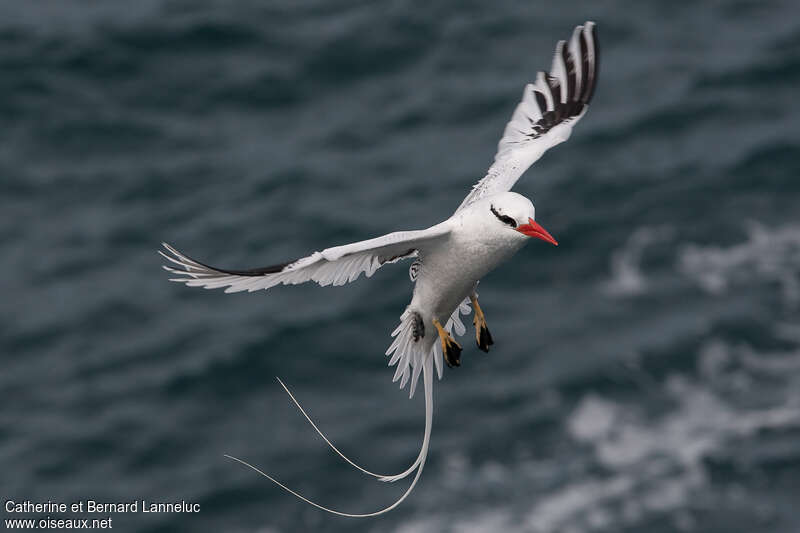 Red-billed Tropicbirdadult, pigmentation, Flight, Behaviour