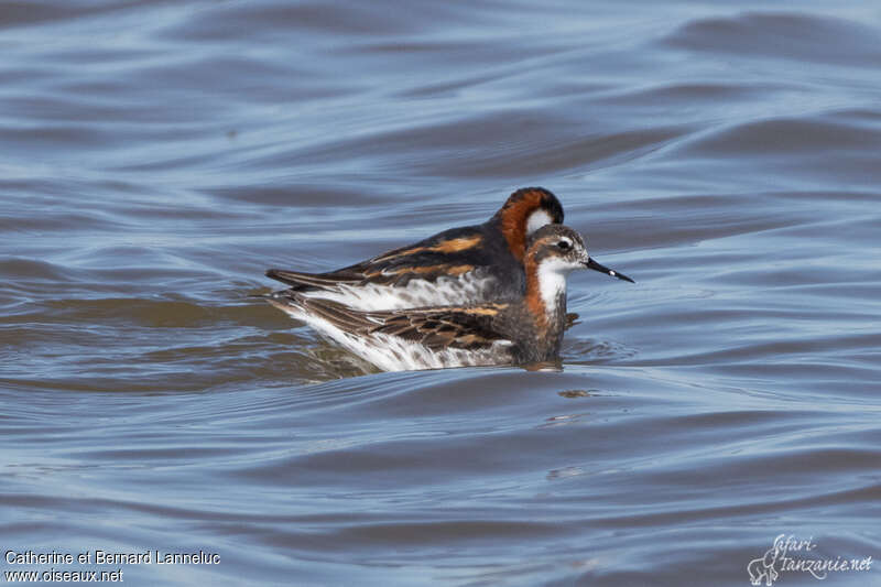 Phalarope à bec étroitadulte nuptial