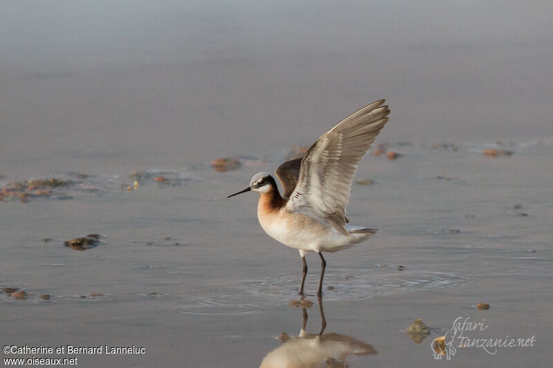 Phalarope de Wilson femelle adulte nuptial, Vol