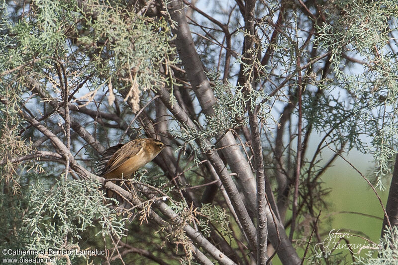 Sedge Warbler