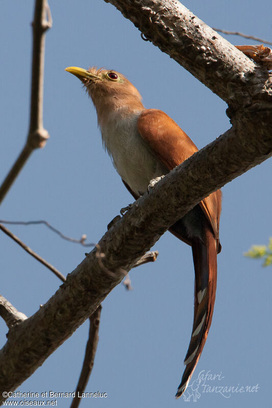 Squirrel Cuckoo