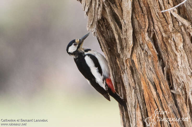 White-winged Woodpecker female adult, identification