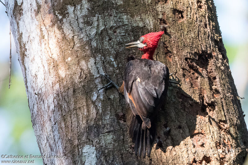 Red-necked Woodpecker female adult, Behaviour