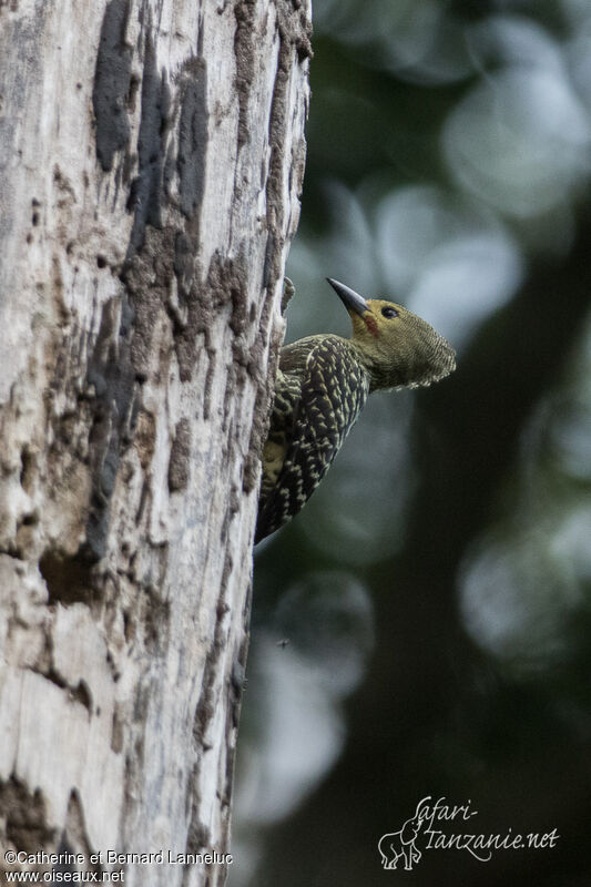 Buff-rumped Woodpecker male adult, identification