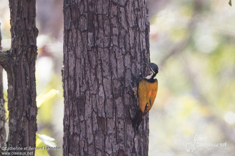 Common Flameback female adult