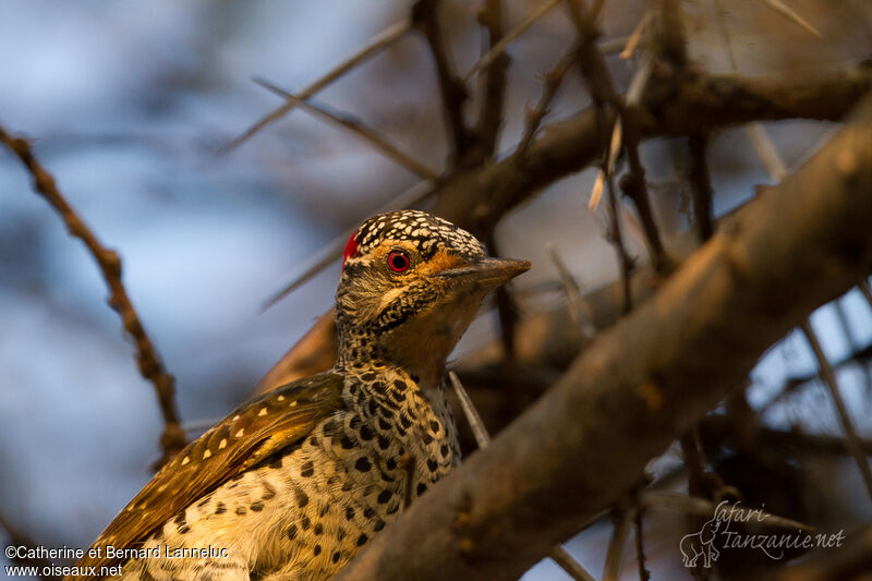 Nubian Woodpecker female adult