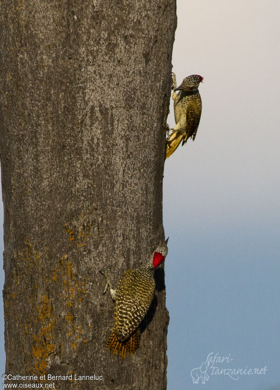 Nubian Woodpeckeradult