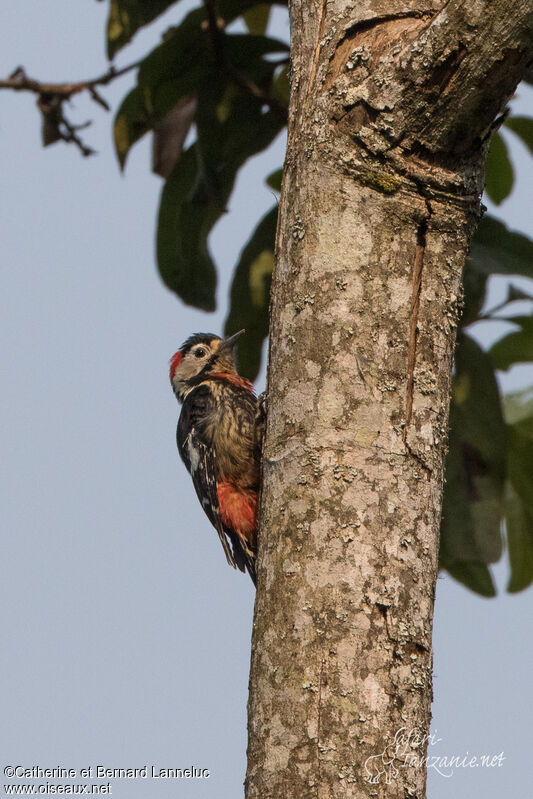 Necklaced Woodpecker male adult, identification